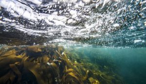 Áreas marinas protegidas: ¿Qué se necesita para que funcionen?