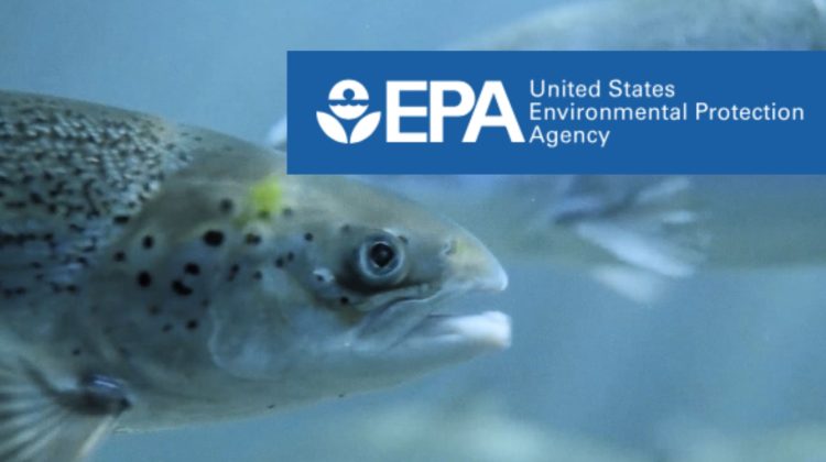 La EPA determina que el formaldehído podría presentar un riesgo para la salud humana. Foto: Andfjord Salmon