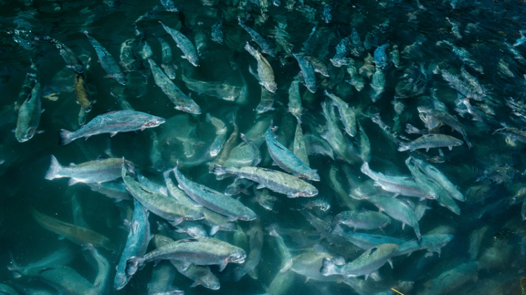 PreHarvest de AHV: Solución innovadora para mejorar la supervivencia de salmones