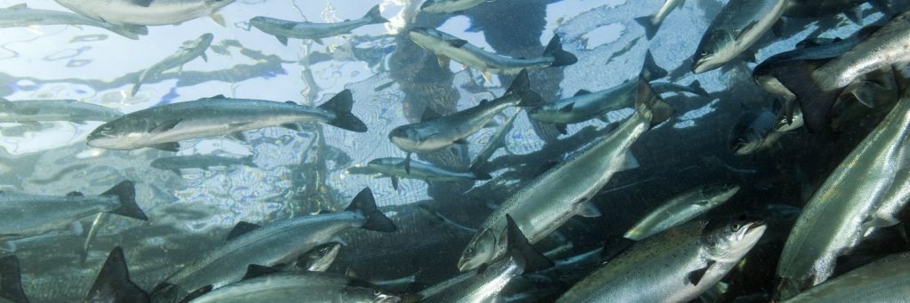 Mortalidad en la salmonicultura Noruega baja levemente en 2024