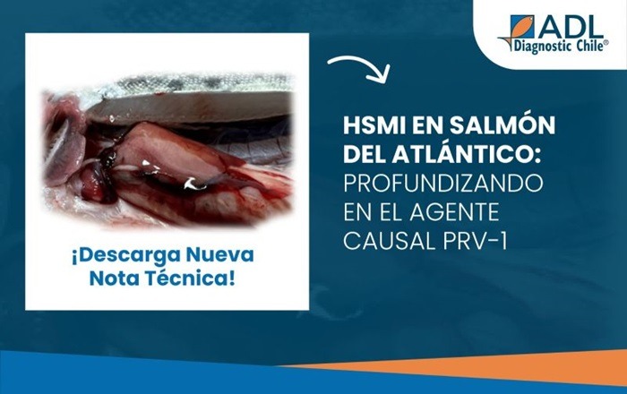 ADL Diagnostic Chile publica nota técnica sobre agente causal de HSMI en salmón atlántico