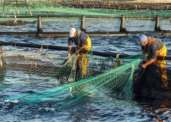 ASC apoya a acuicultores ante nueva propuesta impositiva en Noruega