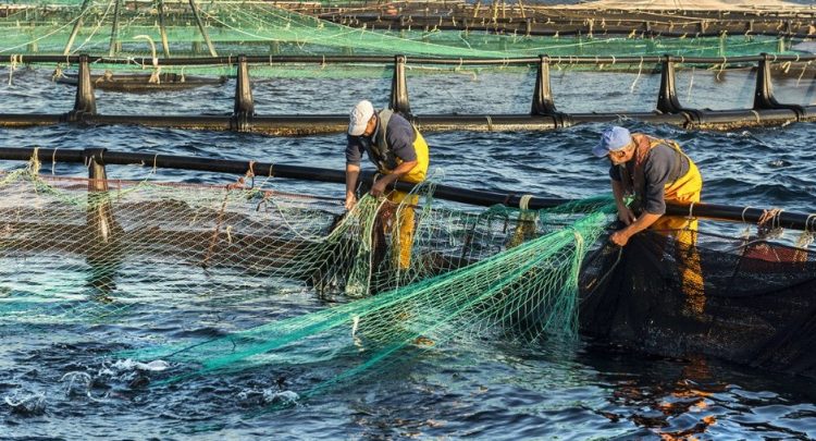 ASC apoya a acuicultores ante nueva propuesta impositiva en Noruega