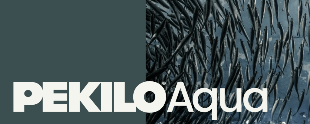 Pekilo en la alimentación de salmón: mejora el sistema inmunológico y promueve la sostenibilidad