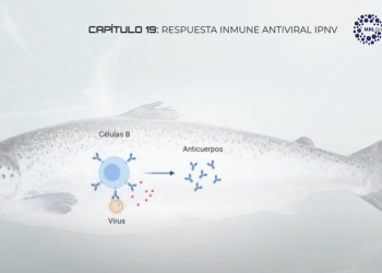 Nuevo capítulo de Immunology Series: Respuesta del salmón al virus IPNV