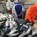 ¿Es el sacrificio en el mar el futuro de la industria del salmón?