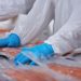 Ingresos por exportaciones de salmón chileno caen por segundo año consecutivo y acumulan una baja de 3,4%  