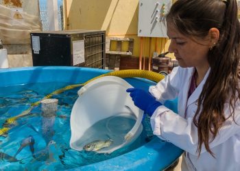 Levaduras Marinas: Innovación en dietas para mejorar el cultivo de peces nativos en Chile