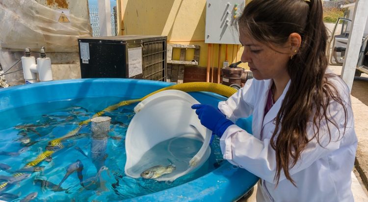 Levaduras Marinas: Innovación en dietas para mejorar el cultivo de peces nativos en Chile