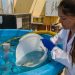 Levaduras Marinas: Innovación en dietas para mejorar el cultivo de peces nativos en Chile