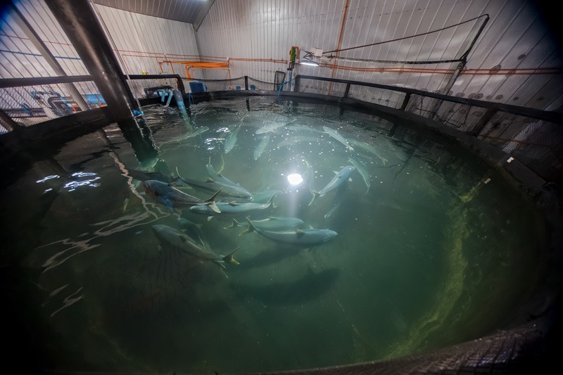 Levaduras Marinas: Innovación en dietas para mejorar el cultivo de peces nativos en Chile
