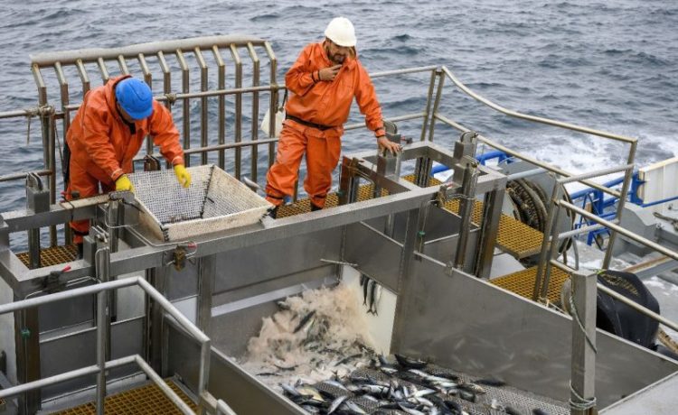 xperto advierte los riesgos del fraccionamiento pesquero en la disponibilidad de pescado para consumo humano