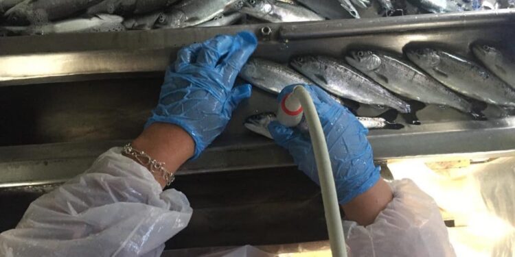 Econexus, revolucionando la Acuicultura: Sexaje de Peces con IA portátil para una gestión eficiente y a muy bajo costo