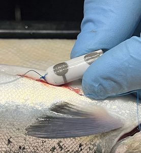 ¿Cuál es el umbral máximo de NO3-N para la producción de post-smolt en RAS?
