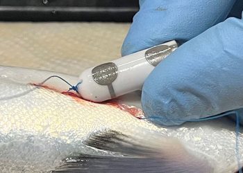 Procedimiento de implante del bio-logger de frecuencia cardiaca, anclaje del monitor adyacente al pericardio. Créditos: Freshwater Institute.
