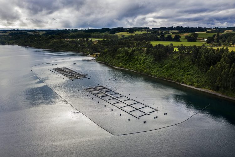Aprueban Declaración de Impacto Ambiental de proyecto de Salmones Camanchaca en Aysén