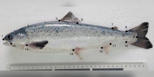 Variación de la forma corporal en el salmón atlántico alimentado con dietas libres de harina y aceite de pescado