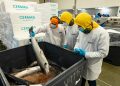Autoridades municipales visitan planta de proceso Cermaq en el marco del Plan Salmón