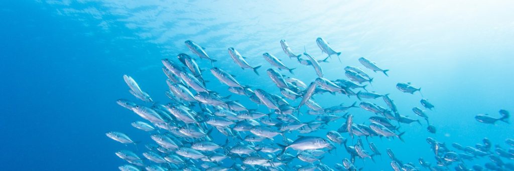Camino a AquaSur Tech: Una vitrina para la innovación en acuicultura