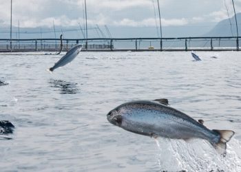 Islandia impulsa su crecimiento en exportaciones acuícolas