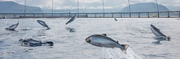 Islandia impulsa su crecimiento en exportaciones acuícolas