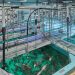 Ace Aquatec y FRD Japan implementan solución centrada en el bienestar animal