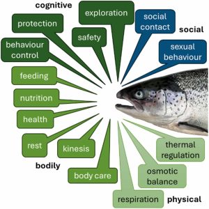 ¿Cómo los gemelos digitales informan sobre el bienestar del salmón del Atlántico?