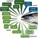 Las necesidades básicas del salmón del Atlántico son, según el Modelo de Índice de Bienestar del Salmón, una larga lista de dimensiones físicas, corporales, cognitivas y sociales. Créditos Estudio.