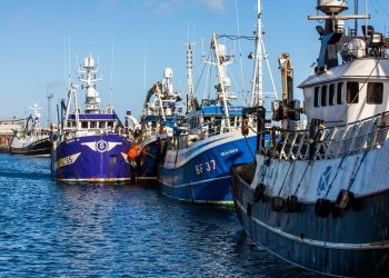 Aumento histórico en la producción mundial de harina y aceite de pescado en enero de 2025