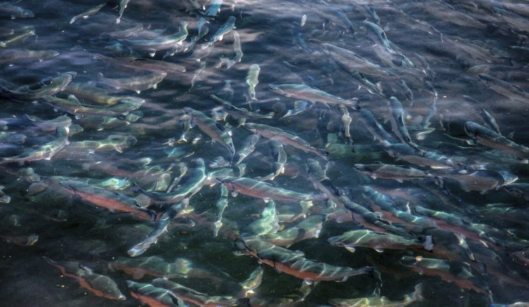 Salmón de piscicultura: Maduración acelerada y problemas de salud en aguas cálidas