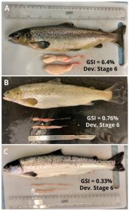 Nuevos descubrimientos sobre fotoperiodo y temperatura en la maduración del salmón