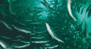 ¿Qué motiva la decisión del tipo y densidad de siembra en la industria salmonera chilena?