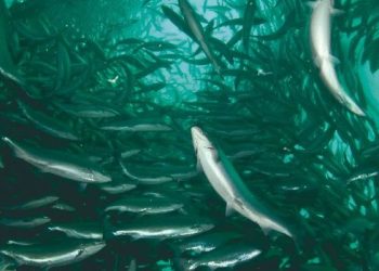 ¿Qué motiva la decisión del tipo y densidad de siembra en la industria salmonera chilena?
