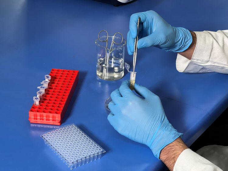 Universidad de Chile impulsa iniciativa para debatir sobre edición de genes en acuicultura y modernizar su regulación
