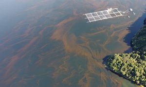 Factores que provocan “Marea Roja”: Un fenómeno que va más allá de las floraciones