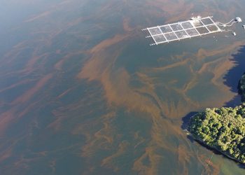 Factores que provocan “Marea Roja”: Un fenómeno que va más allá de las floraciones