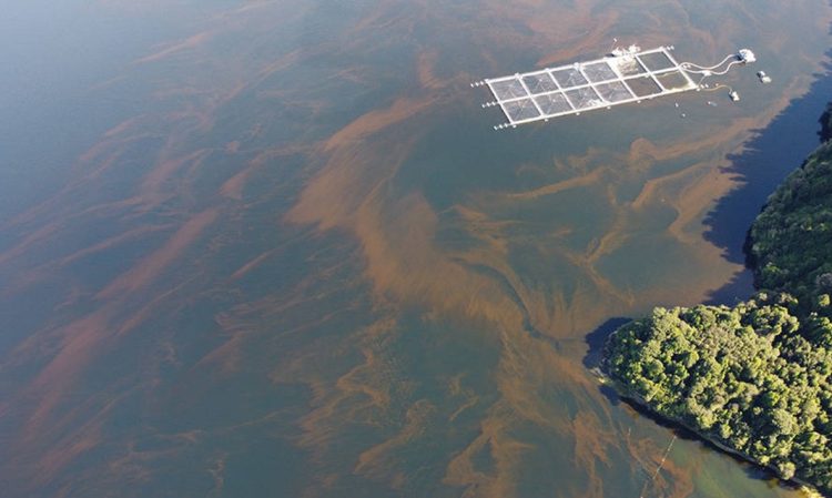 Factores que provocan “Marea Roja”: Un fenómeno que va más allá de las floraciones