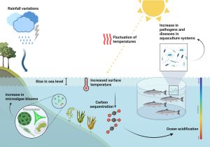 Impacto del aumento de la temperatura en la respuesta neuroendocrina y molecular del músculo esquelético e hígado en peces