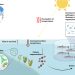 Principales consecuencias del calentamiento global sobre el medio ambiente y el cultivo de peces. El efecto del aumento de la temperatura global provocará una elevación del nivel
del mar mediada por una mayor frecuencia de lluvias y fenómenos meteorológicos inestables. La supercie del mar aumentará de temperatura, aumentando las oraciones nocivas
de microalgas y microorganismos patógenos que afectarán al bienestar de los peces mantenidos en condiciones intensivas. Además, un aumento del secuestro de carbono por el
océano puede provocar un aumento de la acidicación de los océanos. Créditos UCT.