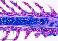 Histología de un filamento branquial de S. salar. En la región central se aprecia distintivamente el tejido cartilaginoso hialino teñido intensamente de color azul, conformado por condrocitos (C) y matriz extracelular.
Se observa el pericondrio e inmediatamente subyacente a él se aprecia la
zona de calcificación (asterisco). Las lamelas (L) presentan numerosas células secretoras de mucus (flechas) Técnica H-E/Azul de Alcian; Barra de
calibración: 100 µm. Créditos estudio.