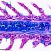 Histología de un filamento branquial de S. salar. En la región central se aprecia distintivamente el tejido cartilaginoso hialino teñido intensamente de color azul, conformado por condrocitos (C) y matriz extracelular.
Se observa el pericondrio e inmediatamente subyacente a él se aprecia la
zona de calcificación (asterisco). Las lamelas (L) presentan numerosas células secretoras de mucus (flechas) Técnica H-E/Azul de Alcian; Barra de
calibración: 100 µm. Créditos estudio.