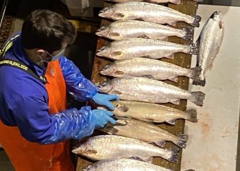 La maduración del salmón se puede limitar con luz y dieta