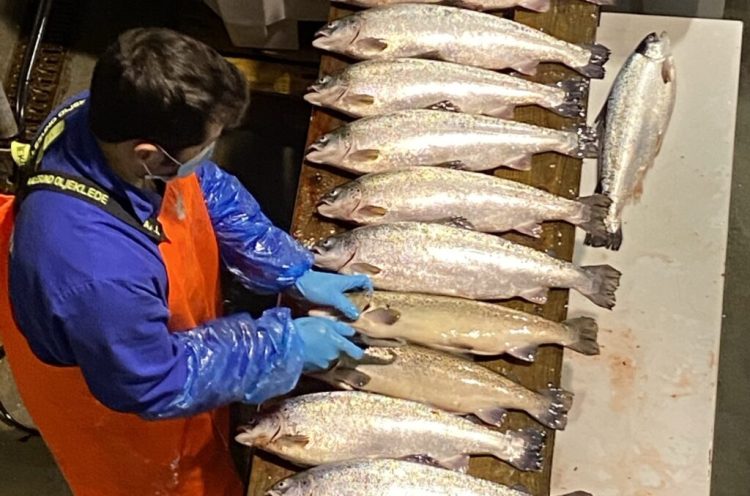 La maduración del salmón se puede limitar con luz y dieta