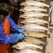 La maduración del salmón se puede limitar con luz y dieta