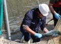 ¿Cómo fue la situación productiva y sanitaria de la salmonicultura chilena en el 1er semestre 2024?