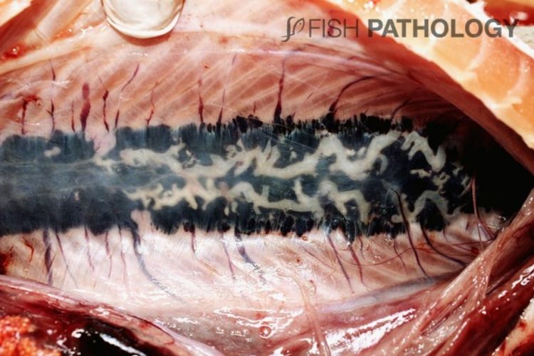 Aspecto macroscópico de nefrocalcinosis. El riñón está aumentado de tamaño y gris con una superficie irregular y depósitos minerales blancos en los uréteres. Créditos Fish Pathology y VeHiCe.