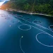 Kontali prevé un aumento del 5% en la cosecha mundial de salmón del Atlántico para 2025