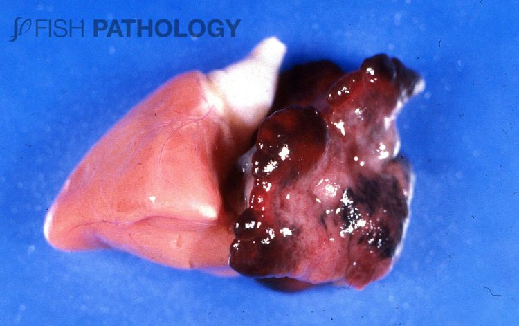 Patologías cardíacas: infecciosas y no infecciosas, será tema en el Seminar ’25 de VeHiCe