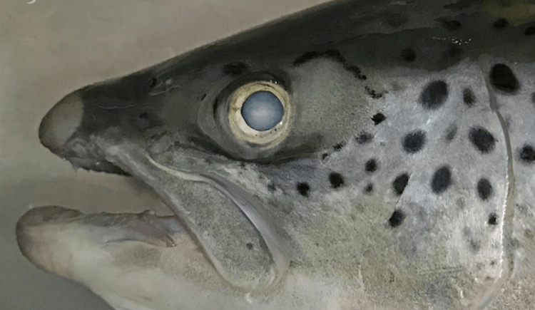 Cataratas en el salmón atlántico: causas y prevención en Seminar ´25