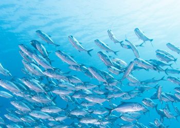 BIO-UV Group e Innovasea refuerzan su alianza estratégica